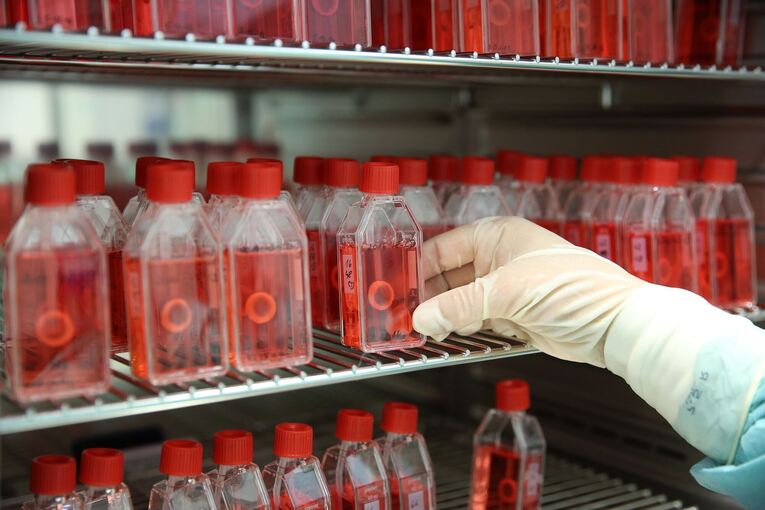 Gewebebank Gewebebank