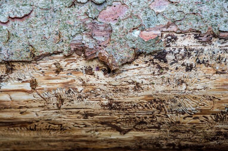 Holz mit Borkenkäferspuren