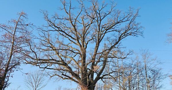 Die dickste Eiche im Landkreis Ludwigsburg steht im Revier Heimerdingen.