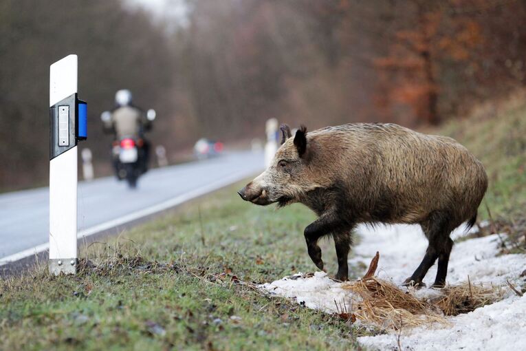 Wildschweinunfall