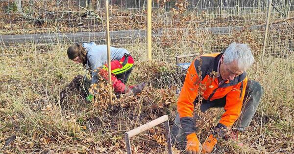 Versuchsfl-chen-in-Gerlingen-So-soll-der-Wald-zukunftsfest-werden