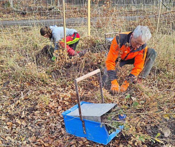 Zusammen mit der Stadt Gerlingen hat das Landratsamt Ludwigsburg im Stadtwald rund 1600 junge Flaum- und Zerreichen gepflanzt.