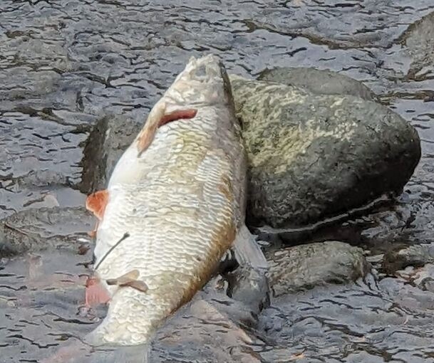 Eine tote Nase in der Enz in Besigheim.