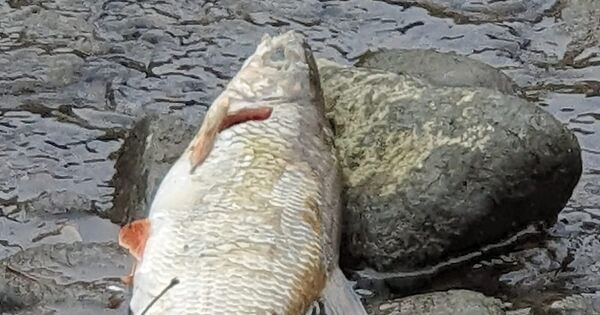 Fish Die-Off in Besigheim: 