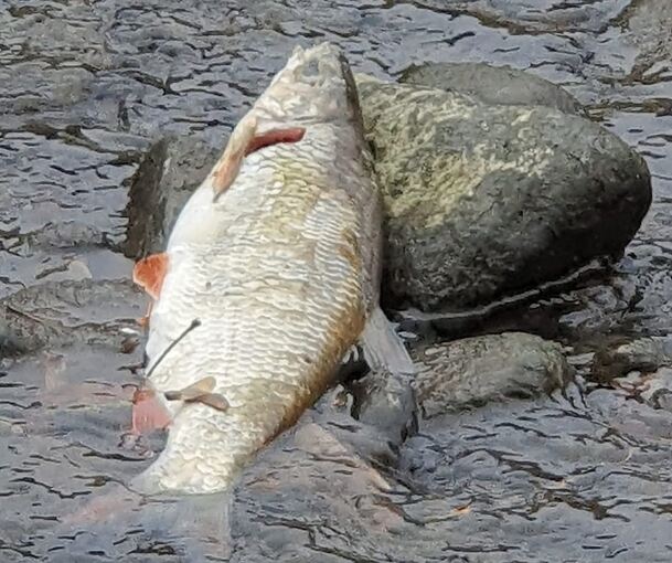 Eine tote Nase in der Enz.