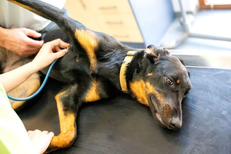 Manche Tierarztpraxen bieten auch Blutspenden für Tiere an. Manche Tierarztpraxen bieten auch Blutspenden für Tiere an.