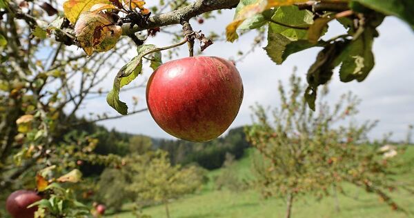Streuobstwiesen schützen das Klima.
