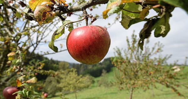 Schnittgutsammelaktion-in-Streuobstbest-nden-in-Marbach-und-Rielingshausen