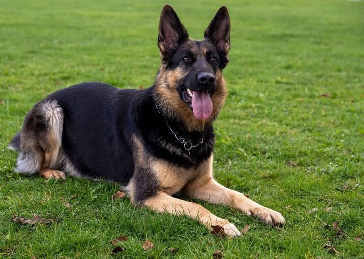 Deutscher Schäferhund