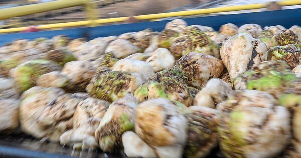 Lkw-verliert-auf-der-Autobahn-bei-Pleidelsheim-mehrere-Tonnen-Zuckerr-ben