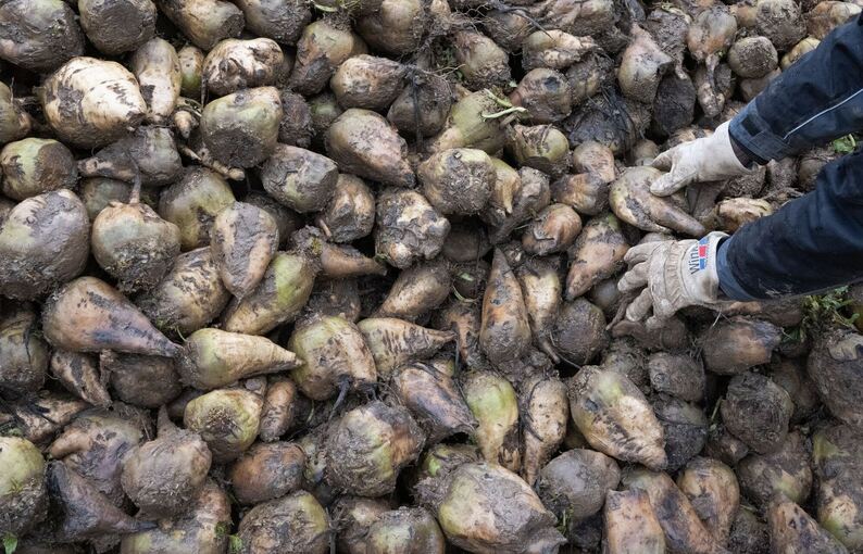 Zuckerrüben Zuckerrüben