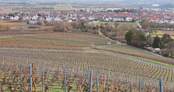 Weinberge bei Bönnigheim: Die bewirtschafteten Flächen könnten bald deutlich schrumpfen.