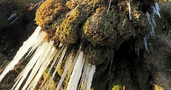 Das Naturdenkmal Tuff-Felsen in Kirchheim: Im Winter bilden sich hier oft mächtige Eiszapfen.