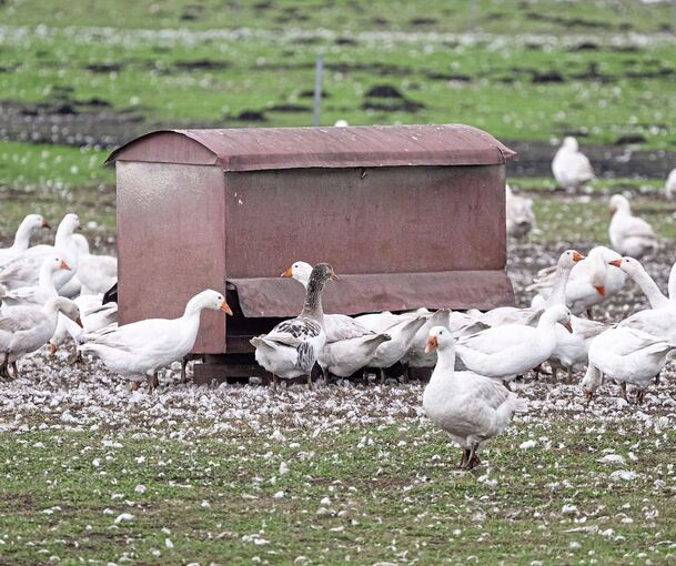 Im Landkreis Ludwigsburg gilt entlang des Neckars eine Stallpflicht,