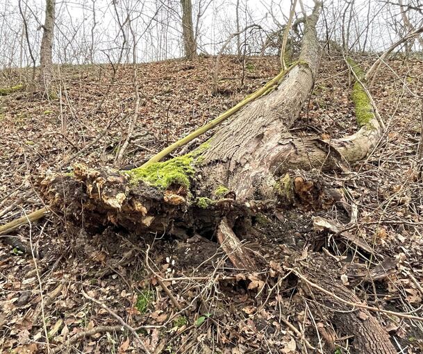 Auf dem Wall zur Autobahn: Die Eschen stürzen reihenweise um – von außen sieht man ihnen oft nicht an, dass sie krank sind.