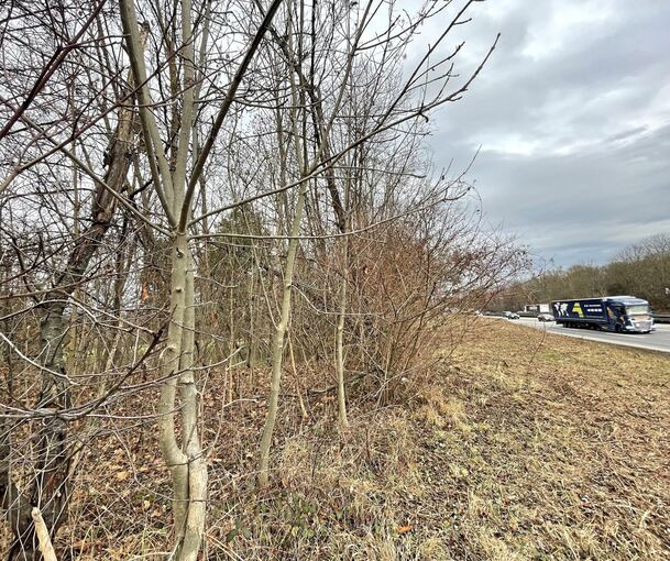 Die Autobahn führt mitten durch den Wald. Den Wall könne man nach den Fällarbeiten mit Sträuchern aufwerten, schlagen die Forst-Vertreter vor.
