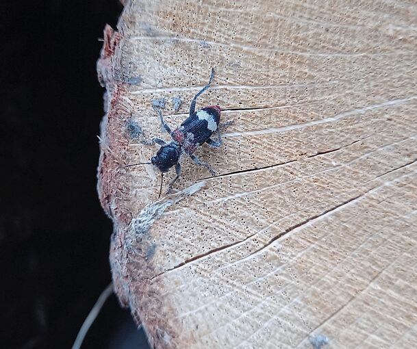 Der Eichen-Buntkäfer ist vom Aussterben bedroht.