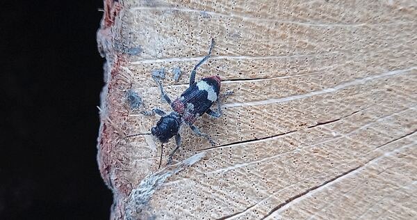 Der Eichen-Buntkäfer ist vom Aussterben bedroht.