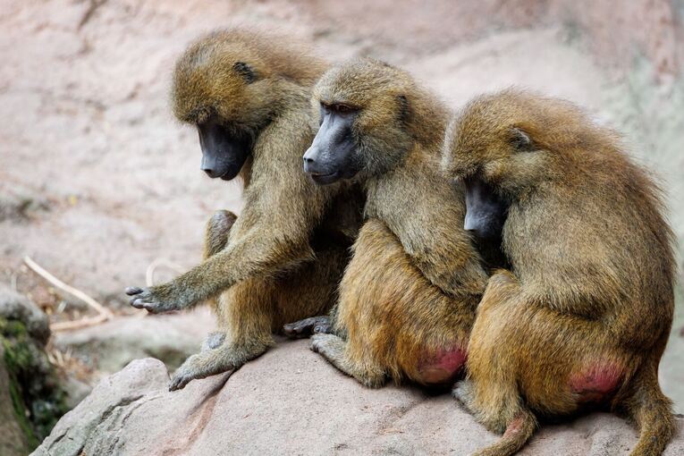 Auch Zoos haben ein Problem mit Überalterung