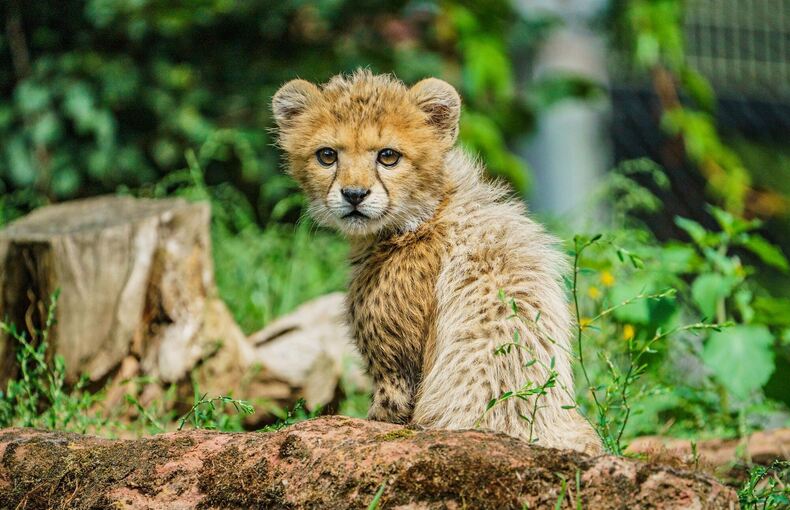 Auch Zoos haben ein Problem mit Überalterung
