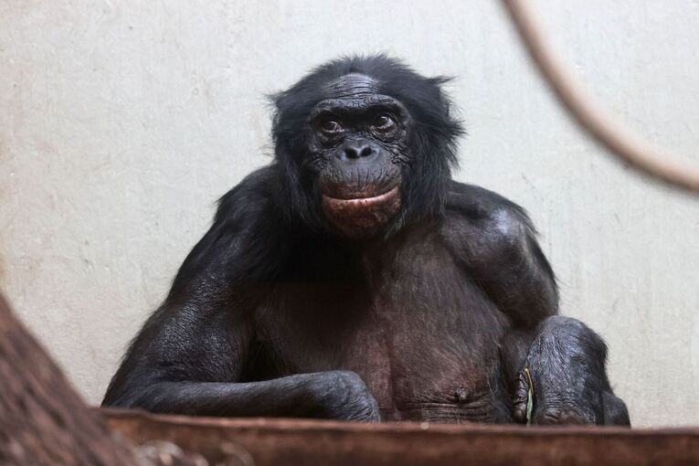 Auch Zoos haben ein Problem mit Überalterung