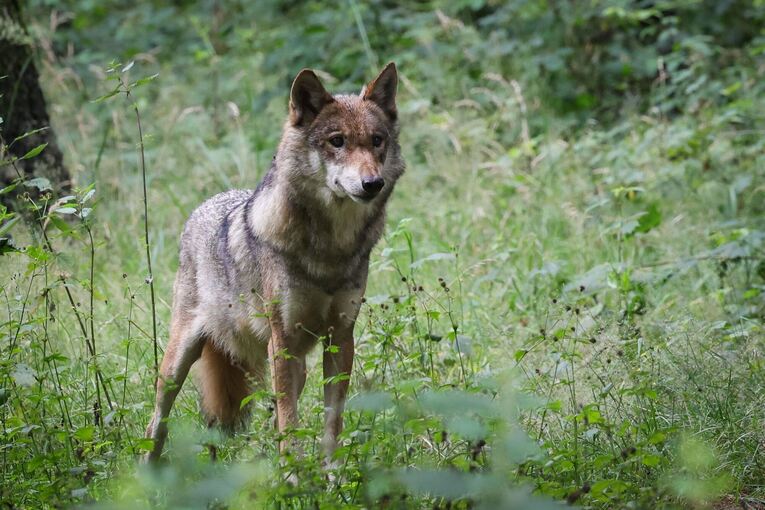 Wolf im Tierpark