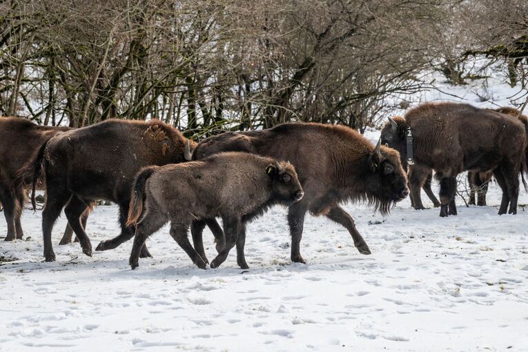 Wisente ausgewildert Wisente ausgewildert