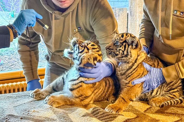 Zwei im Zoo Heidelberg geborene Tigerjungtiere