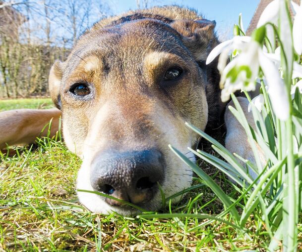 Manche Frauchen und Herrchen haben für ihren Vierbeiner tagsüber zu wenig Zeit und können die Dienste einer „Huta“ gut gebrauchen.