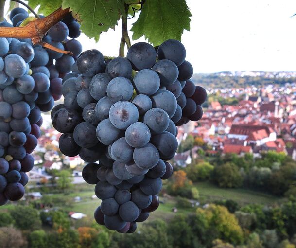 Blick über Besigheim aus einem Wengert: Diese Aussicht soll auch zur Attraktivät einer Ausschankhütte am Niedernberg beitragen.
