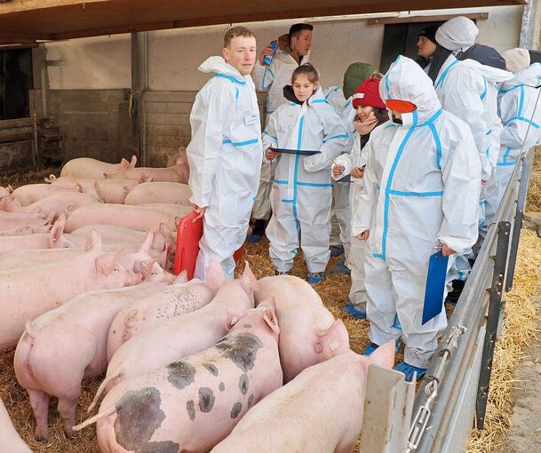 Die Fünftklässlern lernen hautnah, wie sich Schweine verhalten – und dass sie es sich etwa mit Stroh selbst gemütlich machen, und für die Toilette einen anderen Bereich nutzen.