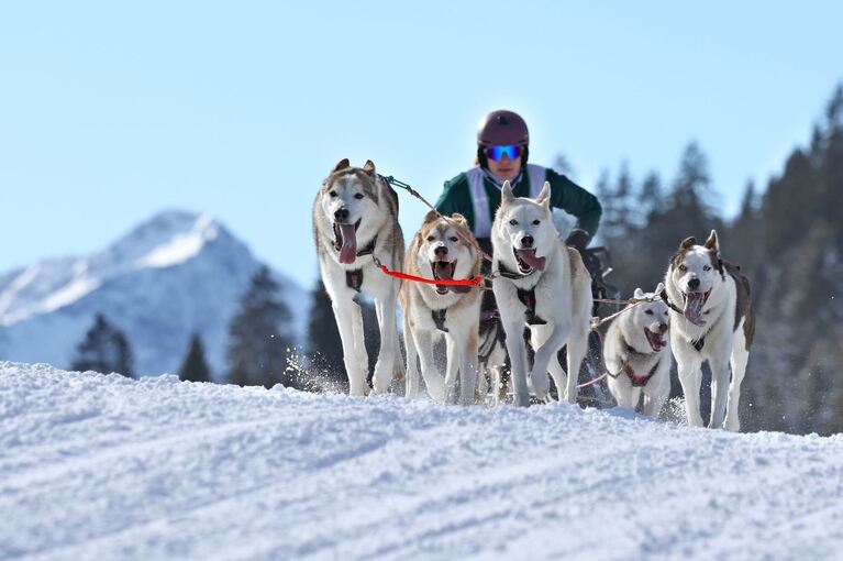 Internationales Schlittenhunderennen