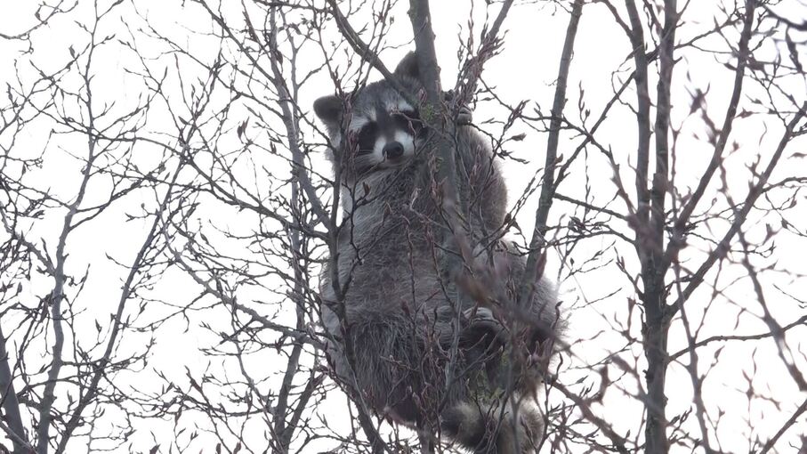 Waschbär im Baum sorgt für Aufsehen Waschbär im Baum sorgt für Aufsehen