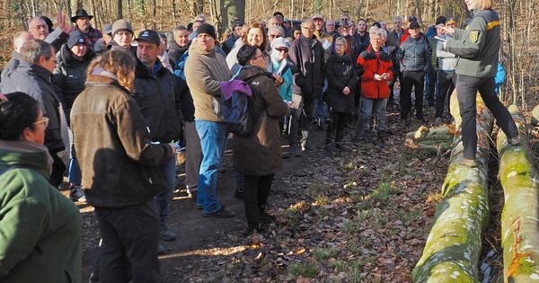 Brennholz heiß begehrt: Preise steigen bei Versteigerung in Poppenweiler