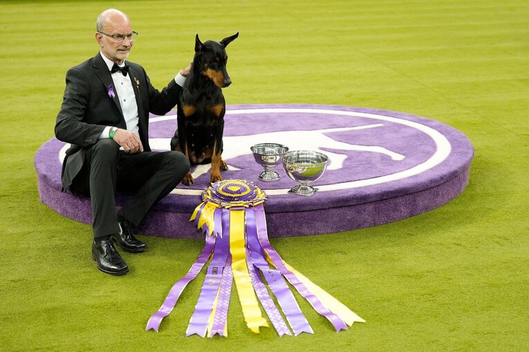 Hundeausstellung Westminster Kennel Club Dog Show in USA
