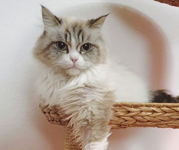 Kater Freddy geht es wieder gut. Dank einer großzügigen Spende können nun auch die restlichen Behandlungskosten bezahlt werden.