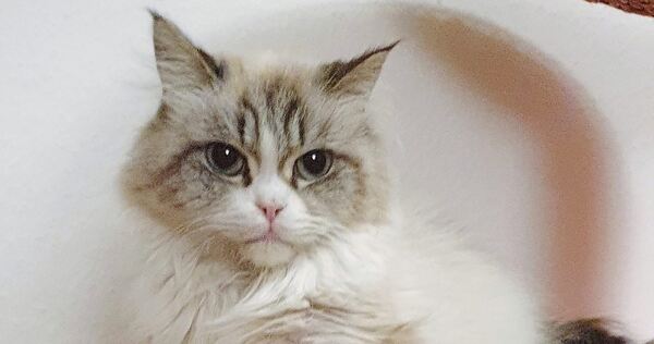 Kater Freddy geht es wieder gut. Dank einer großzügigen Spende können nun auch die restlichen Behandlungskosten bezahlt werden.