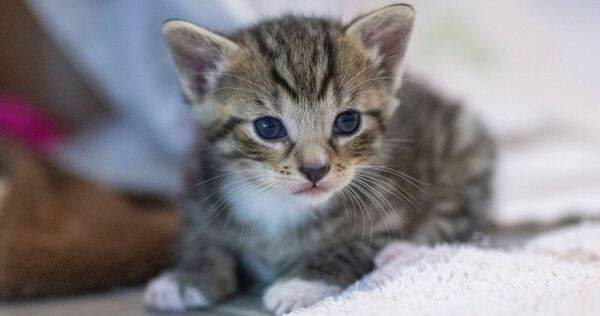 Katzenbabys in Bach ausgesetzt 