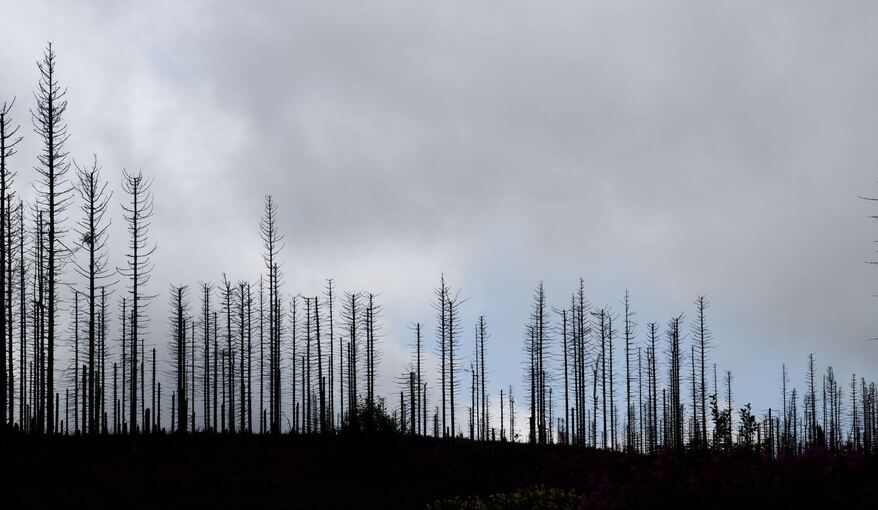 Waldsterben im Harz durch Borkenkäfer