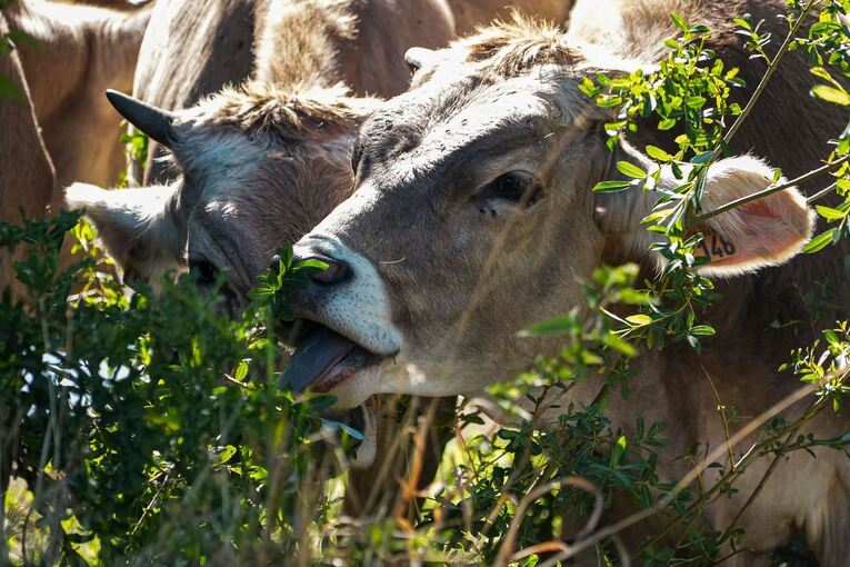 Frankreich ruft zu weniger Fleisch- und Wurstkonsum auf