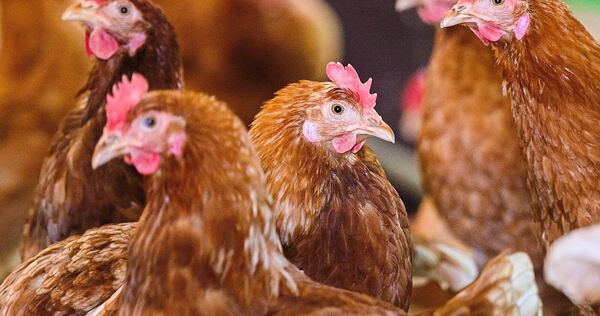 Hühner und andere Geflügelarten, die entlang des Neckars gehalten werden, dürfen ab Freitag wieder ins Freie.