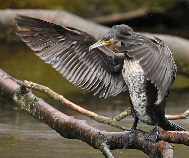 Mit ihren 80 bis 100 Zentimetern Länge sind Kormorane mittelgroße Vögel.