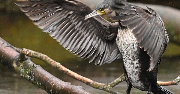 Despite dead fish in Besigheim: The cormorant is not currently causing a ...