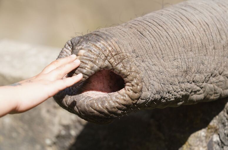 Streicheleinheit für den Elefanten