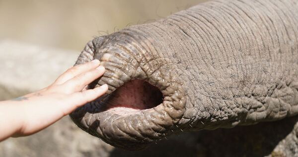 Streicheleinheit für den Elefanten