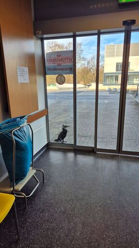 Verletzter Kormoran pickt gegen Tür von Notaufnahme