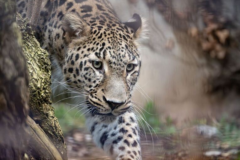 Persischer Leopard Khal im Zoo Wilhelma Persischer Leopard Khal im Zoo Wilhelma