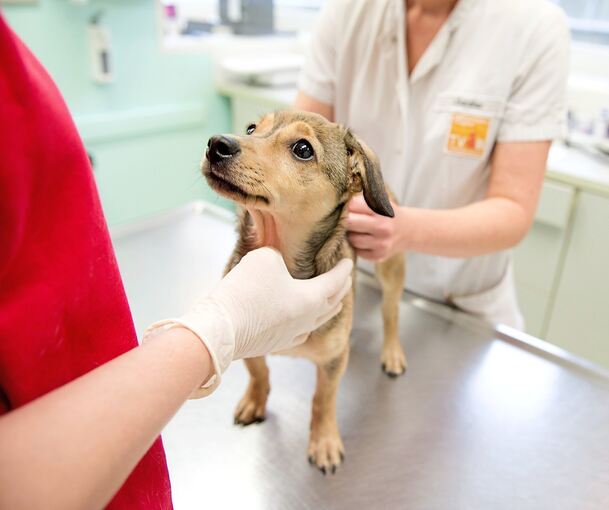 Immer mehr Tiere und ungeduldige Patienten sorgen für Stress in den Tierarztpraxen.