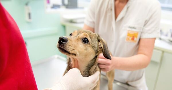 Immer mehr Tiere und ungeduldige Patienten sorgen für Stress in den Tierarztpraxen.