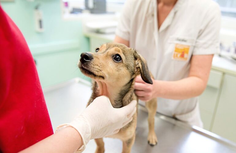 Immer mehr Tiere und ungeduldige Patienten sorgen für Stress in den Tierarztpraxen.